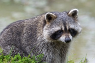Common raccoon, North American racoon (Procyon lotor) foraging along river bank, invasive species
