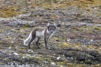 Arctic fox, polar fox (Vulpes lagopus) adult in summer coat foraging on the tundra showing its
