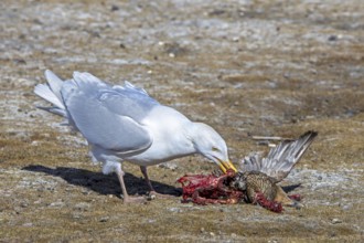 Glaucous gull (Larus hyperboreus hyperboreus) adult in summer plumage scavenging on dead common
