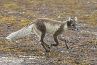 Foraging Arctic fox, polar fox (Vulpes lagopus) in summer coat running on the tundra showing its