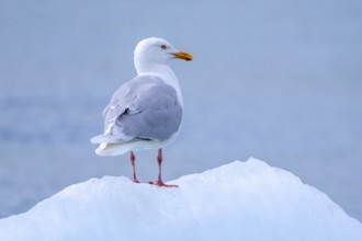 Glaucous gull (Larus hyperboreus hyperboreus) adult in summer plumage on pack ice in spring,