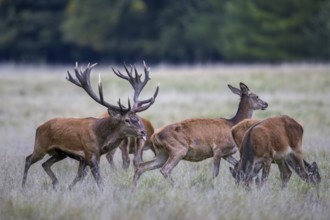 Red deer (Cervus elaphus) stag with big antlers in grassland checking out hinds, females in heat by
