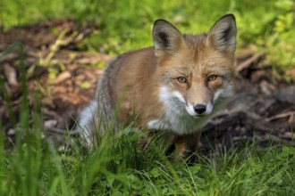 Red fox (Vulpes vulpes) hunting in grassland, meadow at edge of forest