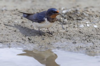 Barn swallow (Hirundo rustica, Hirundo erythrogaster) collecting mud in beak from puddle for