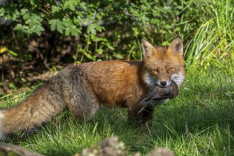Hunting red fox (Vulpes vulpes) with caught bird prey in mouth in meadow, grassland at edge of