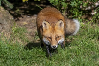 Hunting red fox (Vulpes vulpes) leaving thicket at edge of forest and stalking prey in meadow,