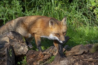Hunting red fox (Vulpes vulpes) leaving thicket at edge of forest