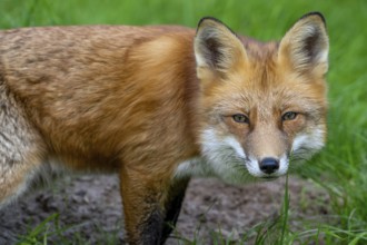 Close-up of red fox (Vulpes vulpes) hunting in grassland, meadow and looking into camera