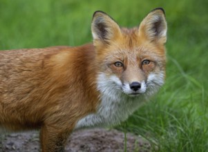 Close-up of red fox (Vulpes vulpes) hunting in grassland, meadow in autumn, fall