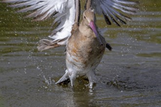 Black-tailed godwit (Limosa limosa) in non-breeding plumage taking off from pond, lake in autumn,