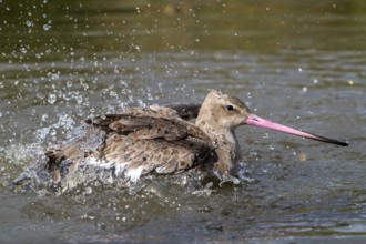 Black-tailed godwit (Limosa limosa) in non-breeding plumage bathing in water of pond, lake in
