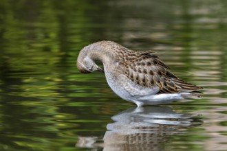Ruff (Calidris pugnax) in non-breeding plumage preening feathers in water of pond, lake in autumn,