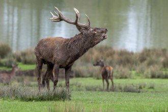 Rutting red deer (Cervus elaphus) stag with big antlers roaring, burling in grassland on lake shore