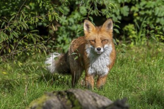Hunting red fox (Vulpes vulpes) stalking prey in meadow, grassland along hedge