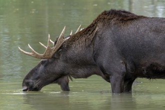 Moose, elk (Alces alces) close-up portrait of bull, male with fully developed antlers drinking