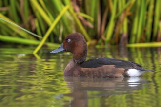 Ferruginous duck, ferruginous pochard, common white-eye, white-eyed pochard (Aythya nyroca), male