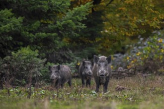 Wild boar (Sus scrofa) sow foraging with two juveniles in spruce forest in autumn, fall