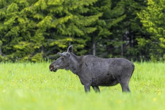 Moose, elk (Alces alces) adult bull, male with antlers covered in velvet grazing grass in meadow at