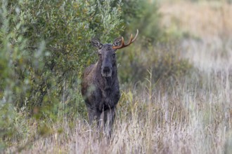 Moose, elk (Alces alces) young bull, male shedding antlers in grassland at edge of forest in