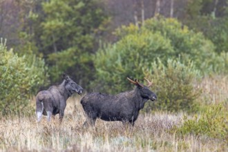 Moose, elk (Alces alces) two young bulls, males, one with shed antlers in grassland at edge of