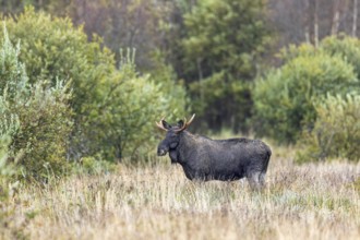 Moose, elk (Alces alces) bull, male foraging in grassland at edge of forest in autumn, fall,