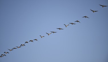Grey geese (Anser anser) fly over the Darß, Mecklenburg-Western Pomerania, Germany