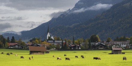 Cows, Allgäu brown cattle, pasture at sunrise, Loretto meadows, near Oberstdorf, Allgäu, Bavaria,