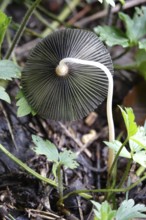 Autumn time in the forest, October, Pilz, Germany