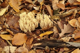 Autumn time in the forest, October, Pilz, Germany