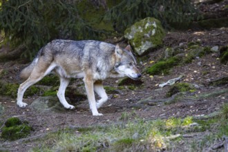 Wolf (Canis lupus) captive Germany