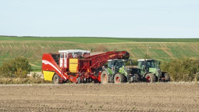 Potato harvesting with tractor-drawn machine in Kabusa, Ystad Municipality, Skåne County, Sweden,