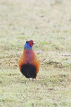 Pheasant, hunting pheasant (Phasianus colchicus), adult male bird in a meadow, animal portrait,