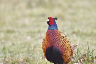 Pheasant, hunting pheasant (Phasianus colchicus), adult male bird in a meadow, animal portrait,