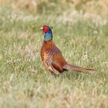 Pheasant, hunting pheasant (Phasianus colchicus), adult male bird in a meadow, wildlife, lembruch,