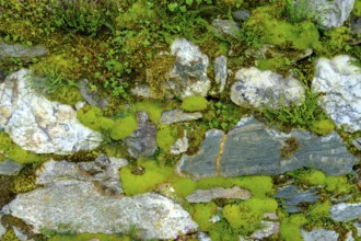 Moss-covered wall, cemetery wall, parish church of St. Johannes der Täufer, Weissbriach, Gitschtal,