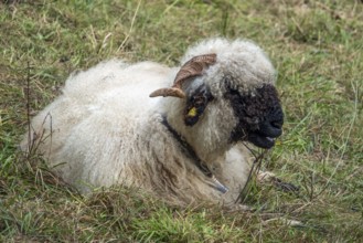 Walliser Schwarznasenschaf, Oberstdorf, Oberallgäu, Allgäu, Bavaria, Germany