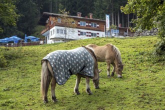 Horses in the pasture, behind Berggasthof Bergkristall, Oberstdorf, Oberallgäu, Allgäu, Bavaria,