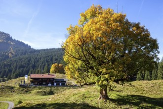Autumn-colored sycamore tree, in the back Berggasthof Hochleite, near Schwand, Stillachtal,