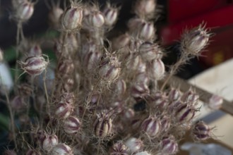 Seeds of black cumin (Nigella), Bavaria, Germany