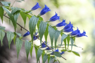 Blooming swallowwort gentian (Gentiana asclepiadea) seen in the Chiemgau Alps, Bavaria, Germany