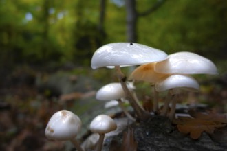 A group of mushrooms stands in the Bad Homburg City Forest, Stadtwald, Bad Homburg, Hesse, Germany