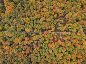 The leaves of the trees in the Bad Homburg city forest turned colorful in autumn. (aerial view with