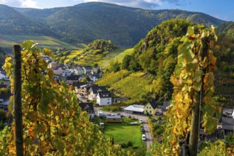 Vineyards in autumn in the middle Ahr Valley, near Mayschoß, Rhineland-Palatinate