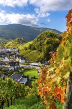 Vineyards in autumn in the middle Ahr Valley, near Mayschoß, Rhineland-Palatinate