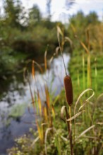 Bottrop, North Rhine-Westphalia, Germany - Autumn on the restored Boye, the tributary of the