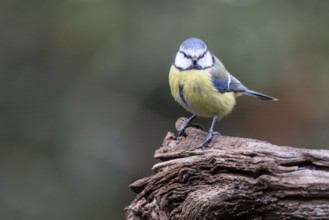 Blue tit (Parus caerulea), Emsland, Lower Saxony, Germany