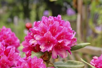 Rhododendron flowers (Rhododendron Homer), red flowers, in a garden, Wilndorf,