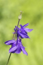 Common columbine (Aquilegia vulgaris), blue flower at the edge of the forest, Wilnsdorf, North