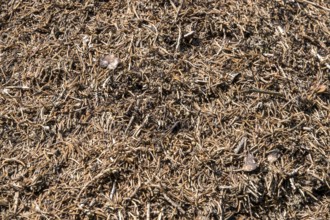 Construction of forest ants (Formica), Oberallgäu, Allgäu, Bavaria, Germany