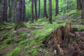 Forest soil covered with moss between trees, near Schöllang, Illertal, Oberallgäu, Allgäu, Bavaria,